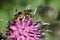 Macro Caucasian gray-black striped bee Melitta tricincta with lo