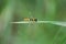 Macro of a caucasian hoverfly flower fly of the genus Sphaerophoria on a green leaf in summer