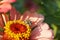 Macro of Caucasian striped and gray bee Amegilla albigena on ora