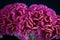 Macro of a celosia flower in red violet and yellow with detailed texture and structure