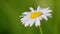 Macro chamomile flower close up. Slow motion.