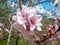 Macro cherry blossoms from the Carpathian Mountains