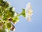 Macro of cherry flower in buds