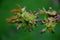 Macro of cherry twig with many blossom buds ready to bloom at spring.