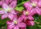 Macro of Chinese Jackmanii also Known as Clematis in Pink