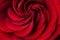 Macro chot of a beautiful red rose.