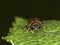Macro of Chrysonelidae Lochmaea brown leaf beetle