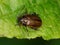 Macro of Chrysonelidae Lochmaea brown leaf beetle