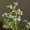 Macro Cilantro flowers Coriandrum Sativum