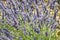 Macro close lavender flower