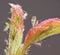 Macro close up of aphid / nymphs photo taken in the United Kingdom