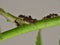 Macro close up of aphid / nymphs photo taken in the United Kingdom