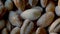 Macro close-up of barley grains, hordeum vulgare, pan shot