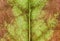 Macro close up of beautiful episcia cupreata (Hook.) leaves. Macro texture.