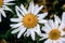 Macro close up of a beautiful perfect white Matricaria chamomilla chamomile flower head