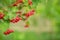 Macro, close-up of beautiful red fruits of Viburnum vulgaris, snowball tree berries