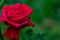 Macro close up of beautiful red rose on blurry background with copy space in right. love concept