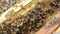 Macro close up of bees working in the beehive