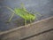 Macro close up big green locust grasshopper on wooden table