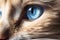 Macro close up of blue cat eye of Ragdoll cat