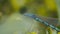 Macro close up of a blue dragonfly