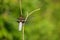 Macro close up of a broad-bodied chaser in nature on a dry branch