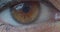 Macro close-up brown womanâ€™s eye. Human eye, eyelash, eyelid, brown iris, face. Natural beauty.