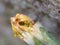 Macro close up caterpillar eating a dandelion plant photo taken in the UK