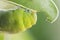 Macro close up Caterpillar, green worm.