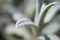 Macro close-up of cerastium tomentosum (Snow-in-Summer)