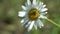 Macro close up closeup view chamomile with green dock leaf beetle sunny weather