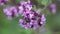 Macro close up closeup view oregano Origanum vulgare violet flower with fly
