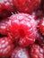 macro close-up of colorful raspberries ripe