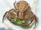 Macro close up of a common Crab Spider eating green flying bug, photo taken in the UK