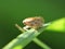 Macro close up of a common froghopper Philaenus spumarius, photo taken in the UK