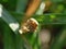 Macro close up of a common froghopper Philaenus spumarius, photo taken in the UK