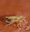 Macro close up of a common froghopper Philaenus spumarius, photo taken in the UK