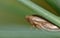 Macro close up of a common froghopper Philaenus spumarius, photo taken in the UK