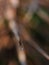 Macro close up crop view of green yellow brown decorate betel palm leafs outdoor selective focus