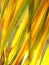 Macro close up crop view of green yellow brown decorate betel palm leafs outdoor selective focus