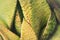 Macro close up detail - rough yellow and green succulent leaves, abstract botany background