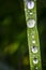 Macro Close up of Dew Morning Drops