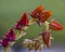 Macro close-up of Echeveria Afterglow succulent. Red buds on green background with selective focus