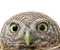 Macro close up face of collared owlet on white background