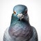 macro close up face dove pigeon bird isolated on blank white background