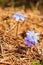 Macro close-up of first blooming tender Hepatica Snowdrop blue violet flowers and flying worker bee around the blossoms in early