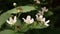 Macro close up of flowering blackberry plant in the garden