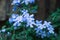 Macro, close up. Flowers of blue plumbago Plumbago auriculata.
