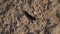 Macro close-up of a Fox Moth caterpillar crawling on dry ground.