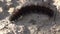 Macro close-up of a fox moth caterpillar crawling on dry ground.